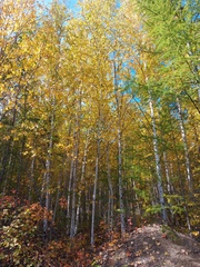 Betula platyphylla