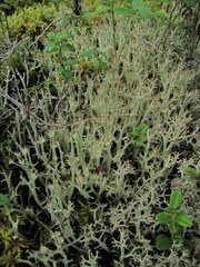 Cladonia amaurocraea