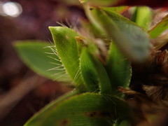 Dichanthelium isachnoides