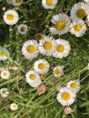 Erigeron longipes