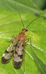 Panorpa debilis