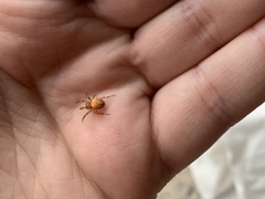 Araneus iviei