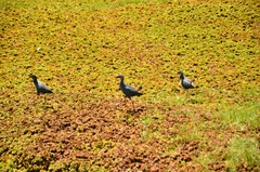 Porphyrio poliocephalus