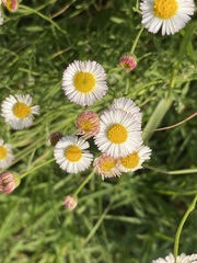 Erigeron longipes