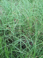Carex cryptocarpa