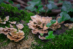Trametes