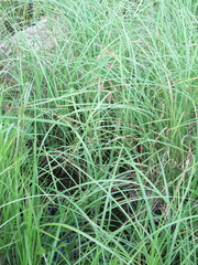 Carex cryptocarpa