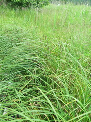 Carex cryptocarpa