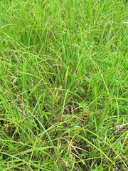 Carex cryptocarpa