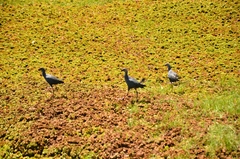 Porphyrio poliocephalus