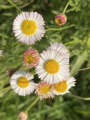 Erigeron longipes