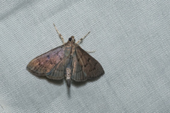 Omiodes tristrialis
