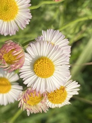 Erigeron longipes