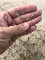 Paspalum vaginatum