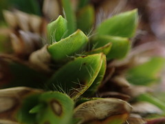 Dichanthelium isachnoides