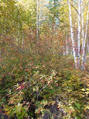 Rhododendron dauricum