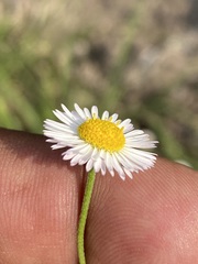 Erigeron longipes