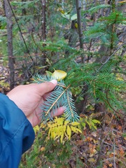 Picea jezoensis