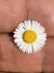 Erigeron longipes