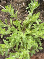 Triptilodiscus pygmaeus