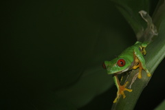 Agalychnis taylori