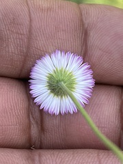 Erigeron longipes