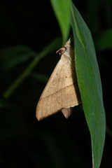 Oxyodes scrobiculata