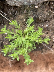 Triptilodiscus pygmaeus