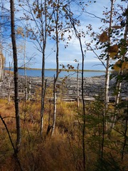 Betula platyphylla