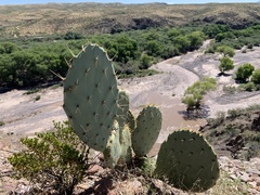 Opuntia engelmannii