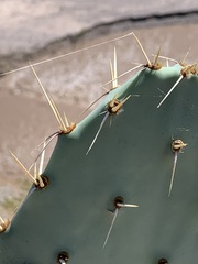 Opuntia engelmannii