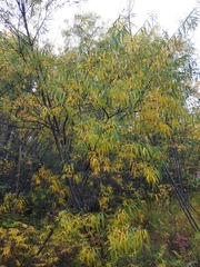 Salix triandra