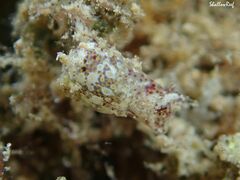 Lamprohaminoea ovalis