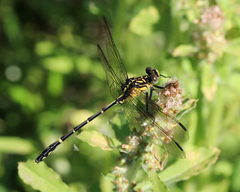 Austrogomphus ochraceus