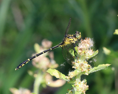 Austrogomphus ochraceus