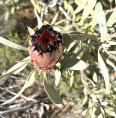Protea laurifolia