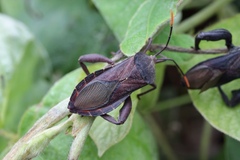 Anoplocnemis