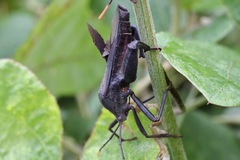 Anoplocnemis