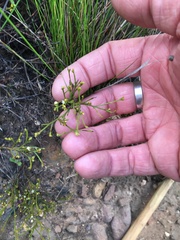 Thesium euphrasioides