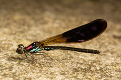 Heliocypha fenestrata