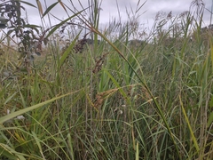 Cladium mariscus