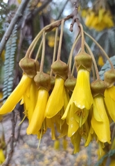 Sophora microphylla