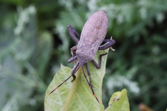 Anoplocnemis