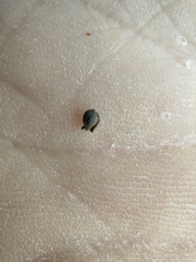 Cladium mariscus