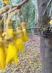 Sophora microphylla