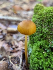 Entoloma luteum