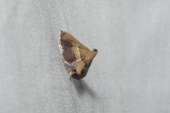 Endotricha repandalis