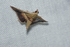 Endotricha repandalis