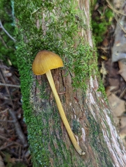 Entoloma luteum