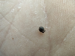 Cladium mariscus